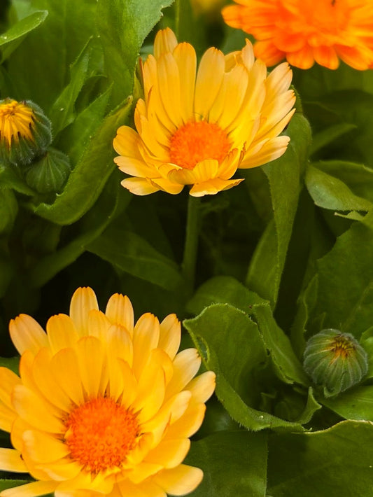 Torkad ringblomma